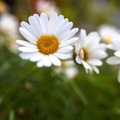 Obraz premium Field of garden daisies is on a sunny day