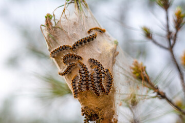 Pine processionary nest on a pine tree