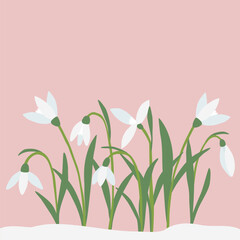 Greeting card with snowdrops spring flowers on pink background, place for text, vector