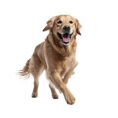 Happy Golden retriever dog jumping, isolated background. Generative AI