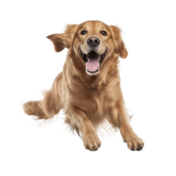 Happy Golden retriever dog jumping, isolated background. Generative AI