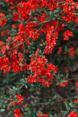 Naklejka premium Red bright beautiful flowers with green leaves. Brush. Natural background