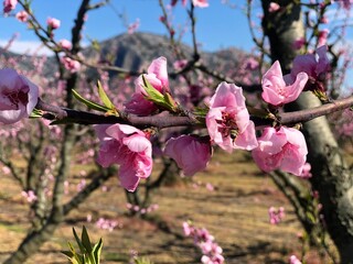 Obraz premium Peach Trees pink blossom 