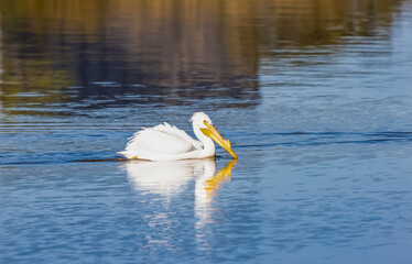 American white pelican swimming in water