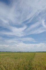 the beauty of the scenery of rice fields with yellow rice