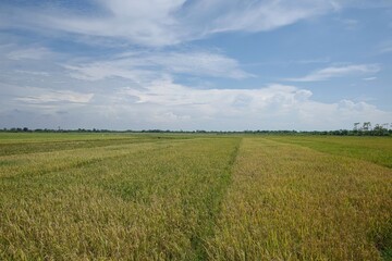 the beauty of the scenery of rice fields with yellow rice