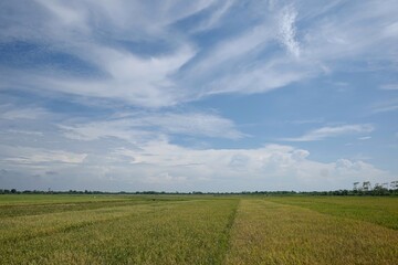 Obraz premium the beauty of the scenery of rice fields with yellow rice