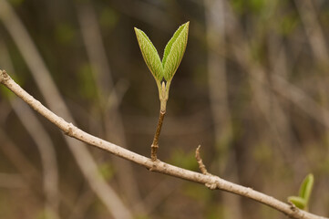 Young spring green leaves on a branch