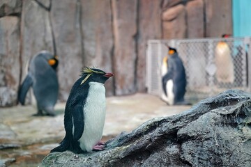 Penguins on the rocks at Biodome in Montreal