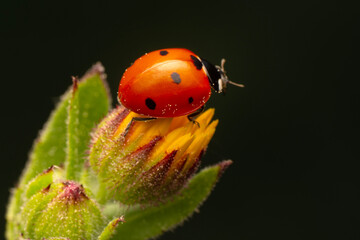 Macro shots, Beautiful nature scene.  Beautiful ladybug on leaf defocused background