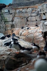 Penguins on the rocks at Biodome in Montreal