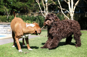 Dogs play tug-of-war with wood stick in backyard. Two dogs facing each other. Resource guarding,...