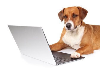 Isolated dog using computer paws on keyboard. Serious puppy dog working on laptop while looking at camera. Pets and technology for working, shopping, team meeting or training concept. Selective focus.