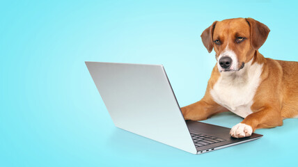 Dog using computer on blue background. Serious puppy dog working on laptop with paws on keyboard. Pets using technology for working, shopping, team meeting or training concept. Selective focus.