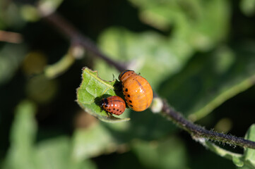 Leptinotarsa decemlineata - Colorado potato beetle - Doryphore