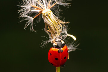 Macro shots, Beautiful nature scene.  Beautiful ladybug on leaf defocused background