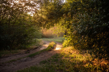 Saturated greenery of the path of the road with bright beam of light. Landscape background Earth Day