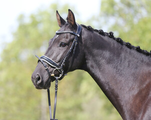  Headshot of a purebred horse against natural background at rural ranch on horse show summertime...