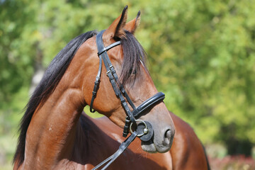 Obraz premium Headshot of a purebred horse against natural background at rural ranch on horse show summertime outddors