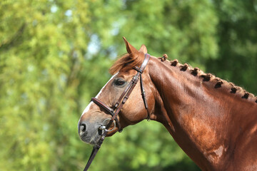 Obraz premium Headshot of a purebred horse against natural background at rural ranch on horse show summertime outddors