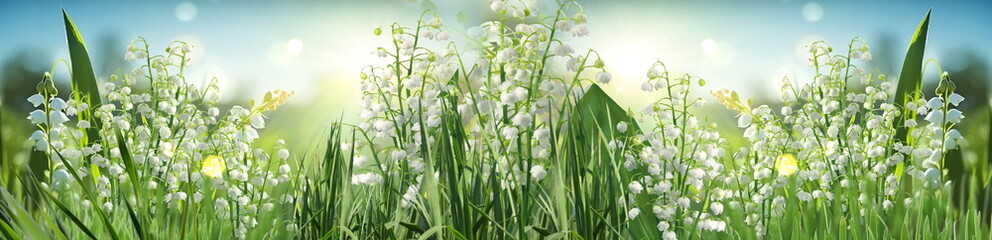  lilies of the valley in the grass on field at sunny summer day banner 
