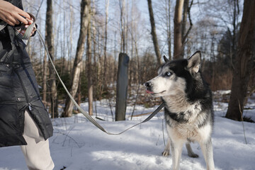 Walking with a dog, a girl walks with a husky on a leash in winter.