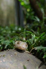 The gecko is a type of lizard from the Gekkonidae tribe