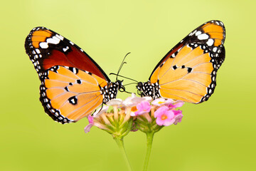 Macro shots, Beautiful nature scene. Closeup beautiful butterfly sitting on the flower in a summer garden.