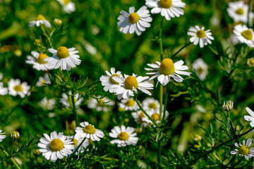 Fototapeta premium Close up beautiful Macro shot of field flowers