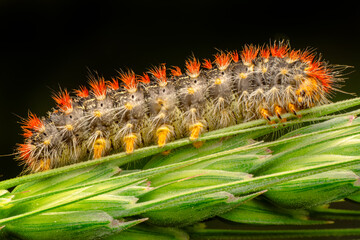 Macro shots, Beautiful nature scene. Close up beautiful caterpillar of butterfly 