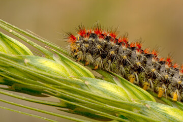 Macro shots, Beautiful nature scene. Close up beautiful caterpillar of butterfly 