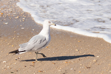 This pretty little seagull bird stood here by the water at the beach just posing the picture to be taken. I love the white and grey of the feathers and the look of attitude in his eyes.