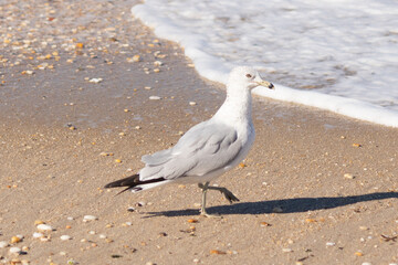 This pretty little seagull bird stood here by the water at the beach just posing the picture to be taken. I love the white and grey of the feathers and the look of attitude in his eyes.