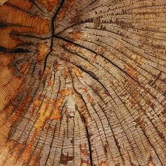 Cross section of a tree trunk. Background, texture.