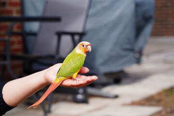 baby conure parrot