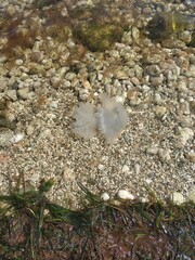 Photo of a transparent small jellyfish with tentacles floating in the sea. There are colorful sea rocks and algae around the jellyfish.