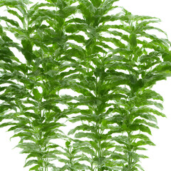 Plants In White Background "Generrative AI"