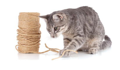grey kitten playing with a coil of rope
