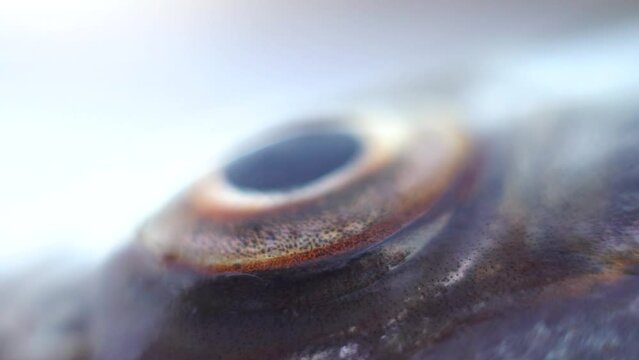 Ichthyology. Anatomy of fish. The Sabrefish (Pelecus cultratus) eye close-up