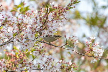 葉桜とニュウナイスズメ