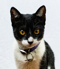 Hermoso felino gato de ojos amarillos con una firme mirada.