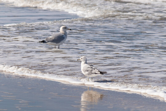 These beautiful seagulls sat here on the beach as I took their picture. I love the reflection in the water. Their pretty grey and white feathers and their long beaks.