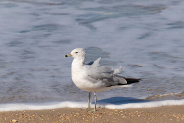 This pretty little seagull bird stood here by the water at the beach just posing the picture to be taken. I love the white and grey of the feathers and the look of attitude in his eyes.