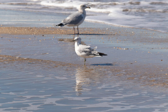 These beautiful seagulls sat here on the beach as I took their picture. I love the reflection in the water. Their pretty grey and white feathers and their long beaks.