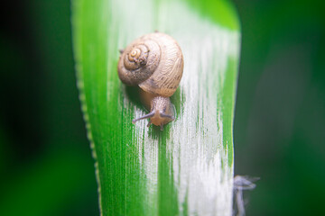 A snail is a shelled gastropod. The name is most often applied to land snails, terrestrial pulmonate gastropod molluscs. However, the common name snail is also used for most of the members of the moll - obrazy, fototapety, plakaty