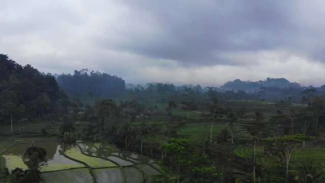 drone fly over misty rice field in the morning in Northern Bali