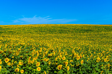 Beautiful blooming sunflowers field in farming field