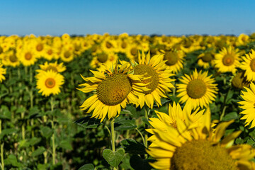 Beautiful blooming sunflowers field in farming field