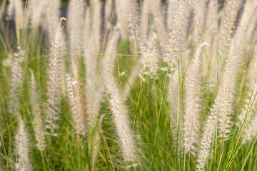 Fototapeta premium Fountain grass or pennisetum alopecuroides
