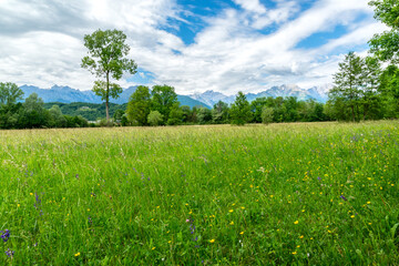 prato verde fiorito